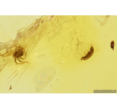 Springtail Collembola and Mite Acari. Fossil inclusions in Baltic amber #10657