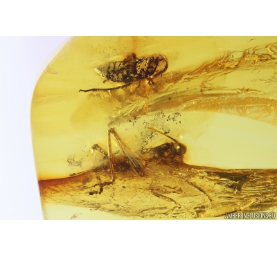 Leafhopper Cicadellidae and Cricket Orthoptera. Fossil inclusions in Baltic amber #10660