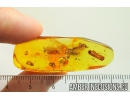 Rare Earwig Dermaptera. Fossil insect in Baltic amber stone #10662