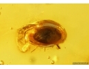 Two Bristletails Machilidae, Rare Cucujoid beetle Cyclaxyridae Neolitochropus bedovoyi, Beetle Larva, Ants, Aphid, Coprolites and More. Fossil inclusions Ukrainian Rovno amber #10673R