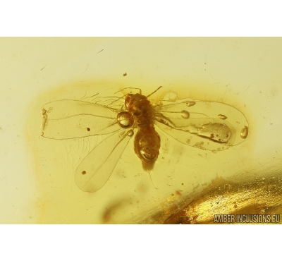 Whitefly Aleyrodidae. Fossil insect in Baltic amber #10674
