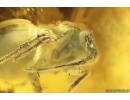 Bug Heteroptera. Fossil inclusion in Ukrainian Rovno amber #10679R