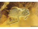 Bug Heteroptera. Fossil inclusion in Ukrainian Rovno amber #10679R