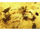 Wasp Hymenoptera, Dipterans and Aphid. Fossil inclusions in Baltic amber #10684