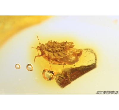 Rare Coccid Ortheziidae and Gnat with Mites. Fossil inclusions Baltic amber #10688