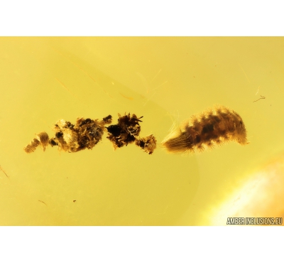 Millipede, Polyxenidae in spider web. Fossil inclusion in Baltic amber #10691