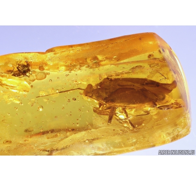 True Bug, Miridae Fossil inclusion in Baltic amber #10694