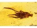 Seed vessel. Fossil inclusion in Baltic amber #10697