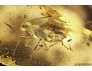 Nice Leaf and Wasp Hymenoptera. Fossil inclusions in Ukrainian Rovno amber #10698R