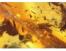 Cockroach Blattaria in spider web and Mite Acari. Fossil insects in Baltic amber #10699