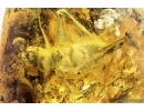 Big 17mm Cricket Orthoptera, Two Centipedes Lithobiidae, Spiders, Ants and more. Fossil insects in Baltic amber #10703