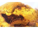 Big 17mm Cricket Orthoptera, Two Centipedes Lithobiidae, Spiders, Ants and more. Fossil insects in Baltic amber #10703