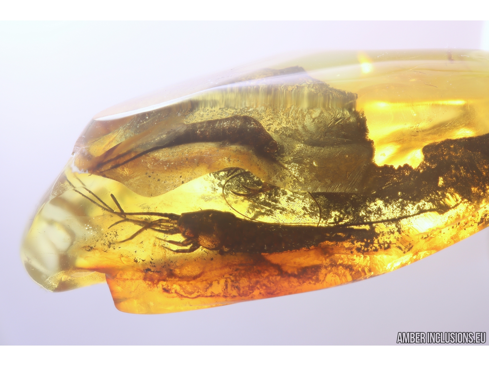 Two Bristletails Machilidae. Fossil inclusions Ukrainian Rovno 