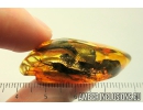 Two Bristletails Machilidae. Fossil inclusions Ukrainian Rovno amber #10704R