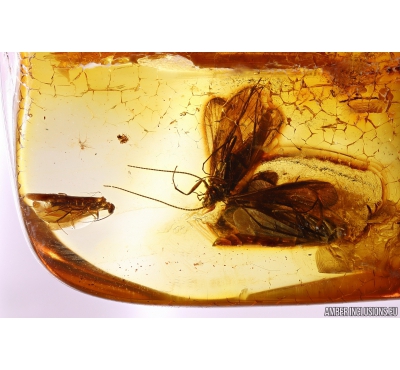 3 Caddisflies Trichoptera and Biting midge Ceratopogonidae with Mite. Fossil insect in Baltic amber #10707