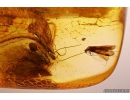 3 Caddisflies Trichoptera and Biting midge Ceratopogonidae with Mite. Fossil insect in Baltic amber #10707