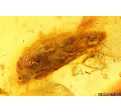 Bud Fossil inclusion in Baltic amber #10714