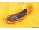 Bud Fossil inclusion in Baltic amber #10714