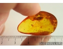 Bud Fossil inclusion in Baltic amber #10714