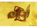 Cricket Orthoptera, Chalcid Wasp Chalcidoidea and Spider Araneae. Fossil insects Baltic amber #10720