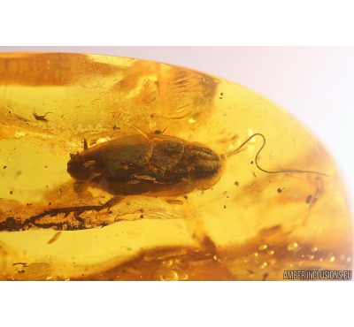 Big Cockroach Blattaria. Fossil insect in Baltic amber #10721