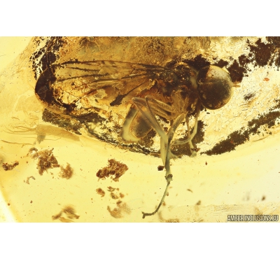 Rare Big-headed fly, Pipunculidae. Fossil insect in Baltic amber #10792