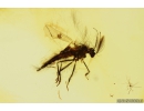 Rare Frog-biting midge Culicoidea: Corethrellidae: Corethrella. New spec! Fossil insect in Baltic amber #10797