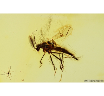 Rare Frog-biting midge Culicoidea: Corethrellidae: Corethrella. New spec! Fossil insect in Baltic amber #10797