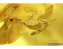 Wood gnat larvae Anisopodidae. Fossil insects Ukrainian Rovno amber #10800R