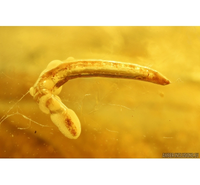 Wood gnat larvae Anisopodidae. Fossil insects Ukrainian Rovno amber #10800R