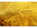 Wood gnat larvae Anisopodidae. Fossil insects Ukrainian Rovno amber #10800R