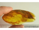 Wood gnat larvae Anisopodidae. Fossil insects Ukrainian Rovno amber #10800R