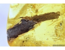 Nice Fungus Gnat Mycetophilidae with Eggs, Spider and Plant. Fossil inclusions in Ukrainian Rovno amber #10803R