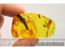 Nice Fungus Gnat Mycetophilidae with Eggs, Spider and Plant. Fossil inclusions in Ukrainian Rovno amber #10803R