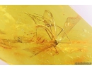 Rare Scorpionfly Mecoptera Bittacidae and Moth Lepidoptera. Fossil insects Baltic amber #10816