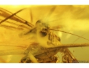 Rare Scorpionfly Mecoptera Bittacidae and Moth Lepidoptera. Fossil insects Baltic amber #10816