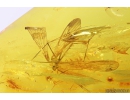 Rare Scorpionfly Mecoptera Bittacidae and Moth Lepidoptera. Fossil insects Baltic amber #10816