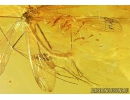 Rare Scorpionfly Mecoptera Bittacidae and Moth Lepidoptera. Fossil insects Baltic amber #10816