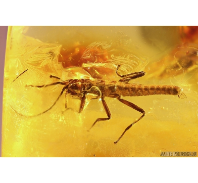 Big Walking stick Phasmatodea, Spider Aranea and Caddisfly Trichoptera. Fossil insects in very nice Baltic amber stone #10817