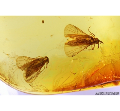 Extremely Rare 3 Twisted-Winged Stylopids, Strepsiptera. Fossil insects in Baltic amber #10818