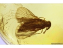 Extremely Rare 3 Twisted-Winged Stylopids, Strepsiptera. Fossil insects in Baltic amber #10818