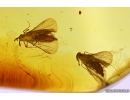 Extremely Rare 3 Twisted-Winged Stylopids, Strepsiptera. Fossil insects in Baltic amber #10818