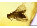 Extremely Rare 3 Twisted-Winged Stylopids, Strepsiptera. Fossil insects in Baltic amber #10818