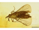 Extremely Rare 3 Twisted-Winged Stylopids, Strepsiptera. Fossil insects in Baltic amber #10818