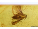 Extremely Rare 3 Twisted-Winged Stylopids, Strepsiptera. Fossil insects in Baltic amber #10818