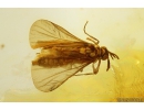 Extremely Rare 3 Twisted-Winged Stylopids, Strepsiptera. Fossil insects in Baltic amber #10818
