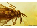 Extremely Rare 3 Twisted-Winged Stylopids, Strepsiptera. Fossil insects in Baltic amber #10818