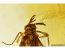 Extremely Rare 3 Twisted-Winged Stylopids, Strepsiptera. Fossil insects in Baltic amber #10818