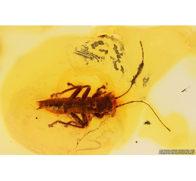 Rare Gladiator Mantophasmatodea Fosill inclusion in Baltic amber #10819