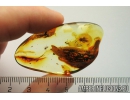 Rare Gladiator Mantophasmatodea Fosill inclusion in Baltic amber #10819